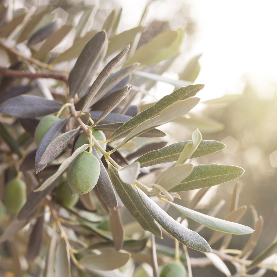 Olive Tree Branch Up Close